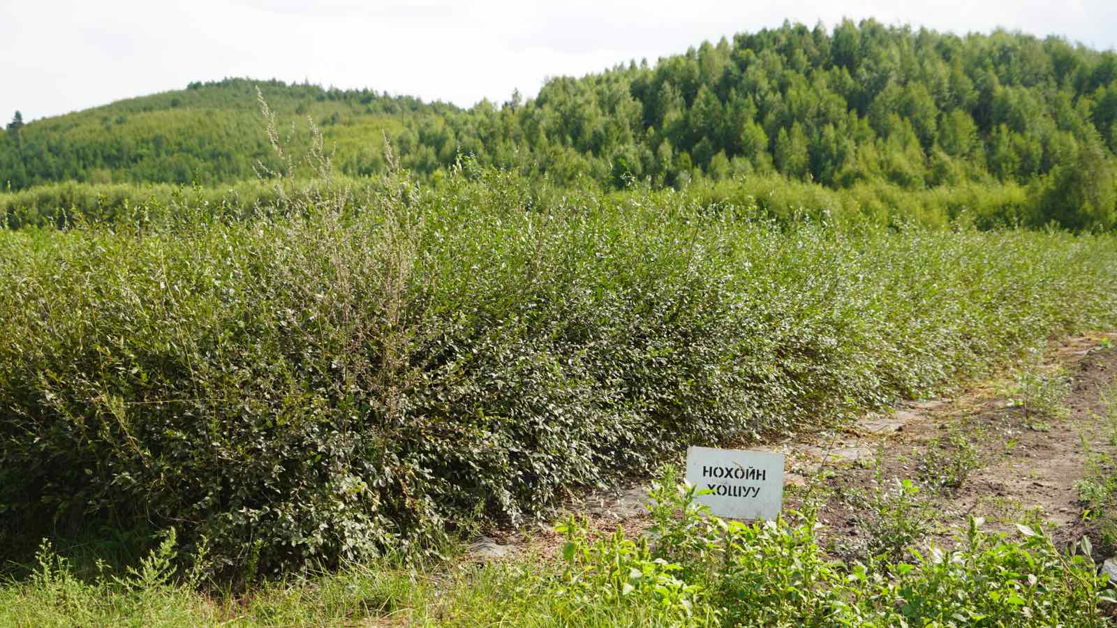 Environmental Restoration and Reforestation Investment in the Local Province